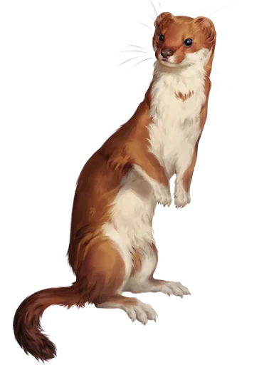 Giant Weasel, a CR 1/8 beast
